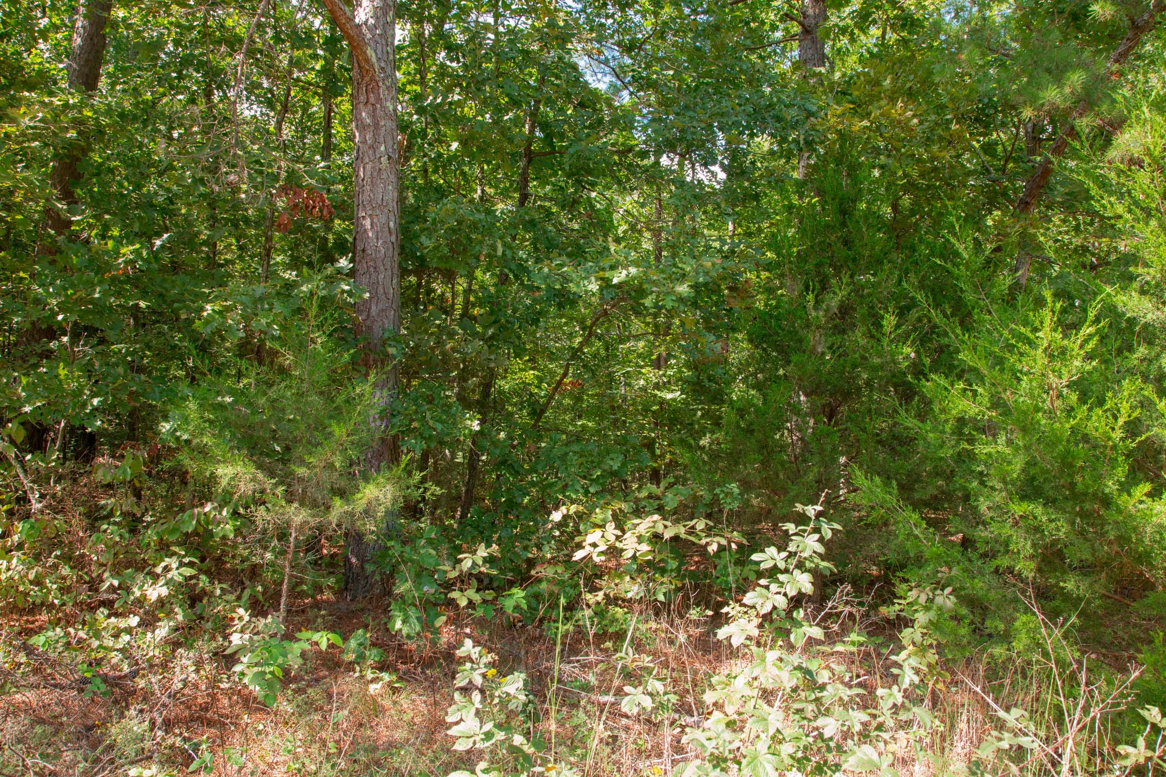 Wagon Wheel Ranch Tract 10 photo 6