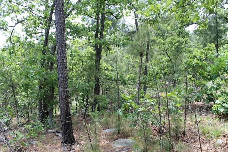 Indian Ridge – Phase II Tract 58 photo 2