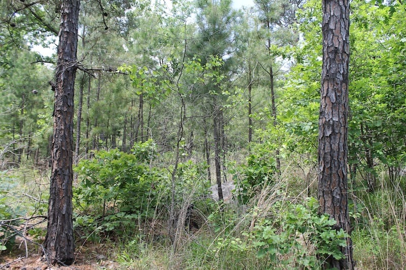 Indian Ridge – Phase II Tract 58 photo 3