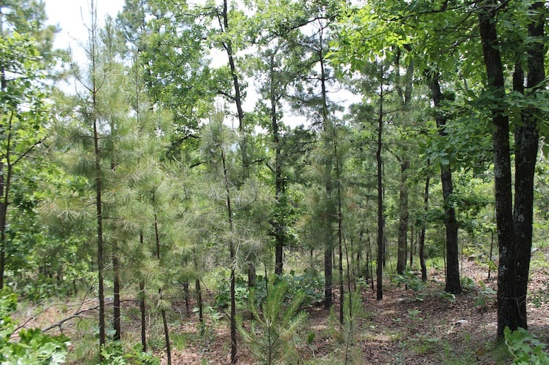 Indian Ridge – Phase II Tract 58 photo 4