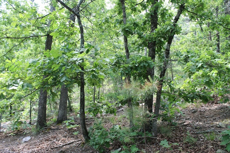 Indian Ridge – Phase II Tract 58 photo 6