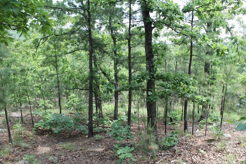 Indian Ridge – Phase II Tract 58 photo 7