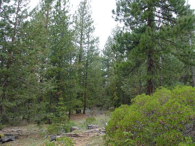 California Pines Tract 23 photo 5