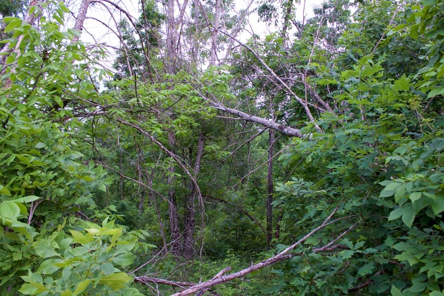 Thunder Mountain Ranch Tract 26 photo 5