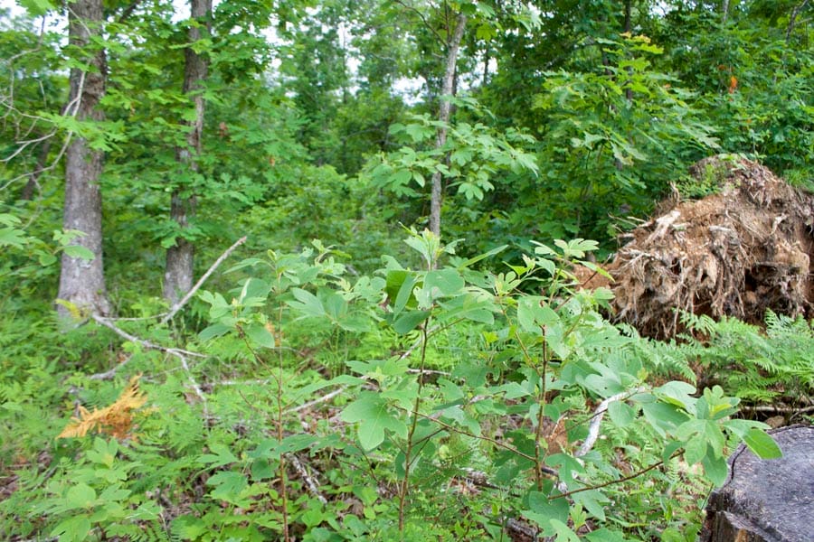 Thunder Mountain Ranch Tract 26 photo 6