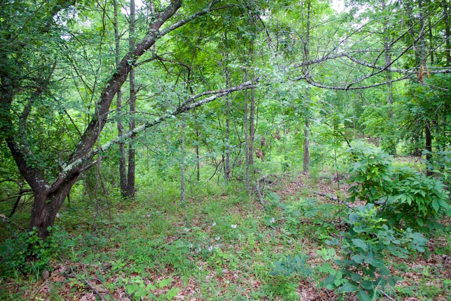 Thunder Mountain Ranch Tract 26 photo 7