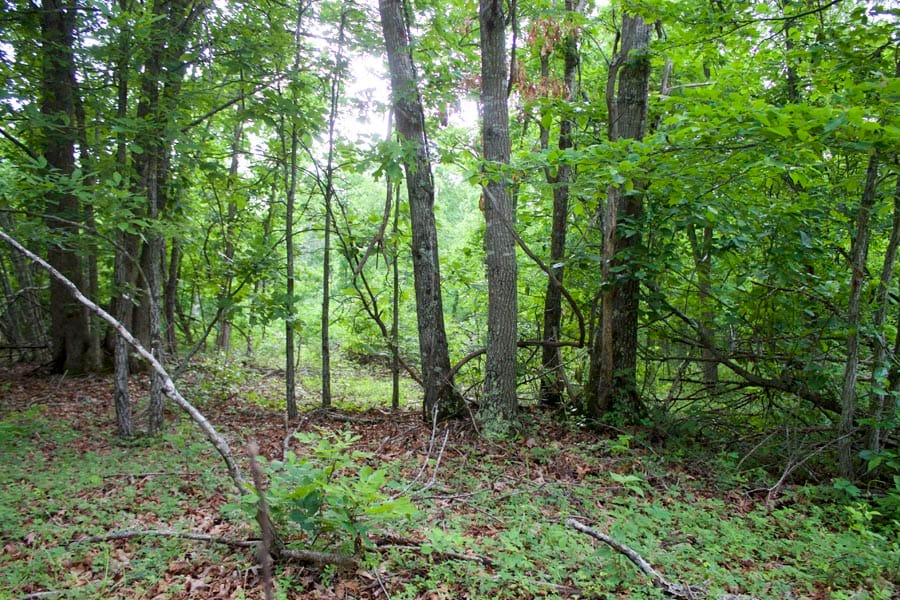 Thunder Mountain Ranch Tract 26 photo 8