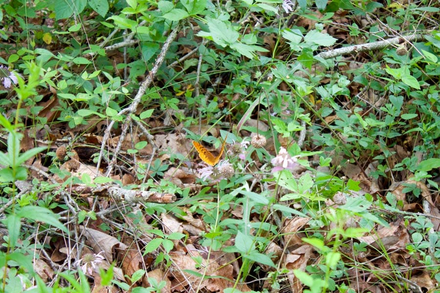 Thunder Mountain Ranch Tract 26 photo 12