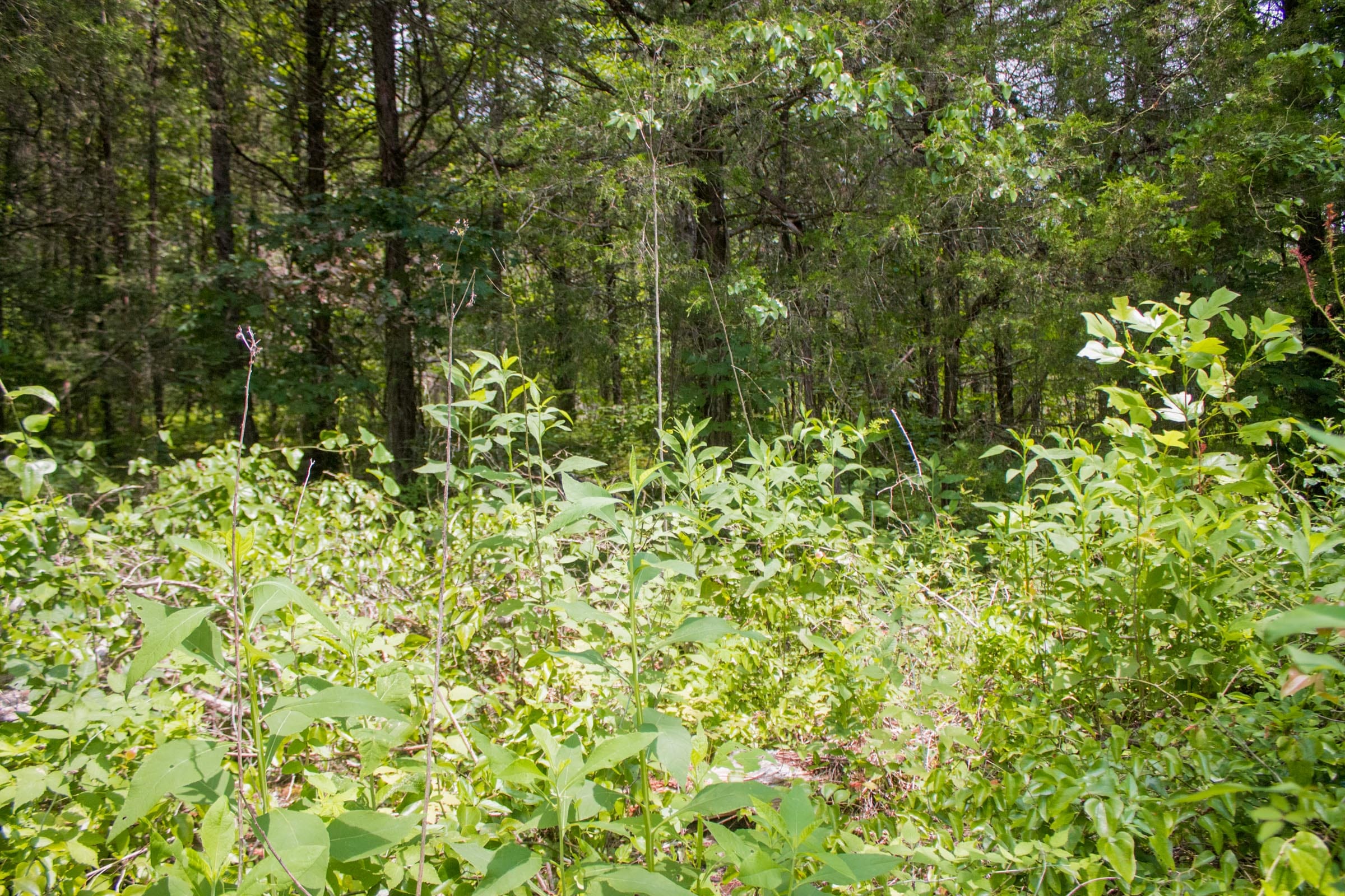 Bluewater Ridge Tract 3 photo 13