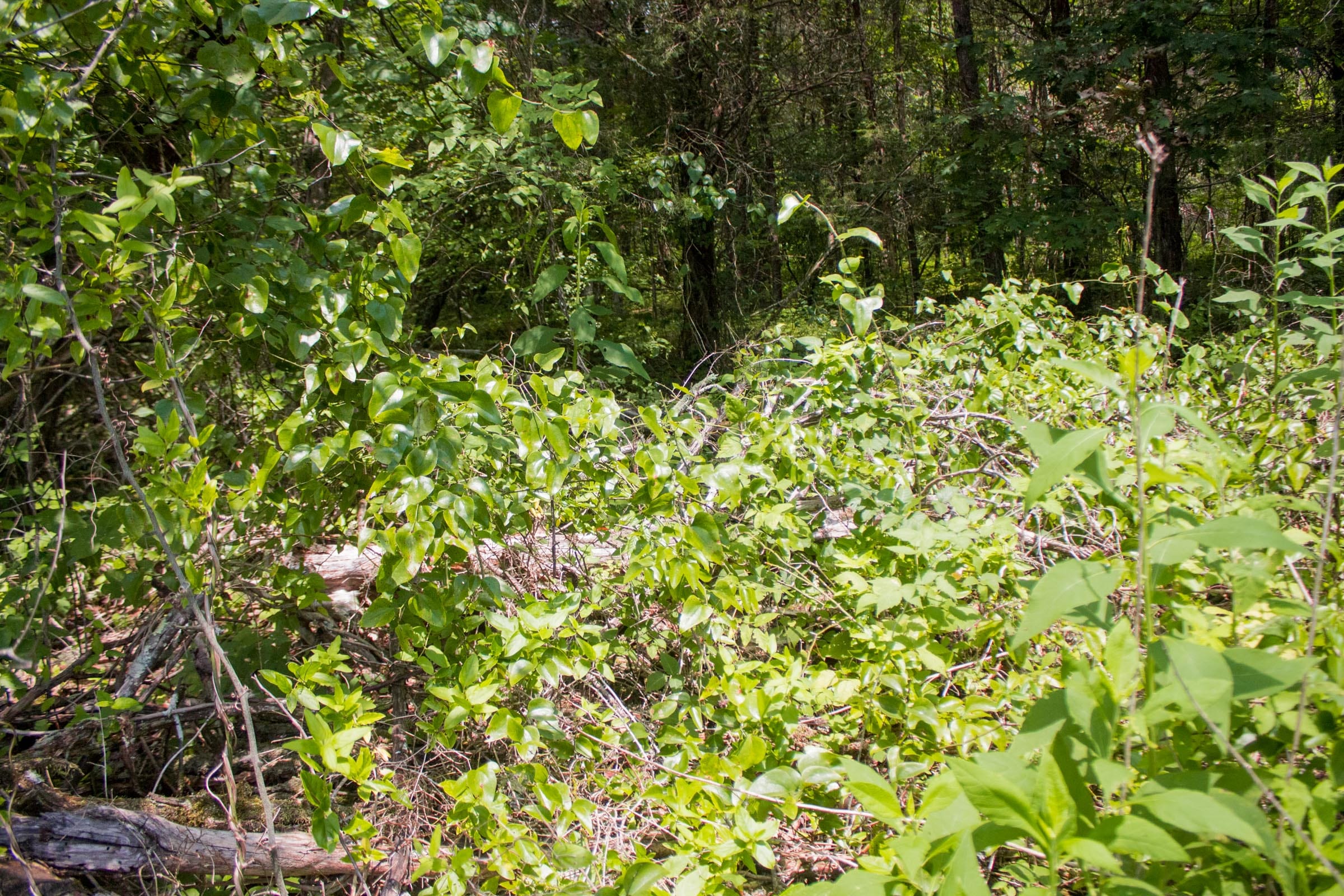 Bluewater Ridge Tract 3 photo 14