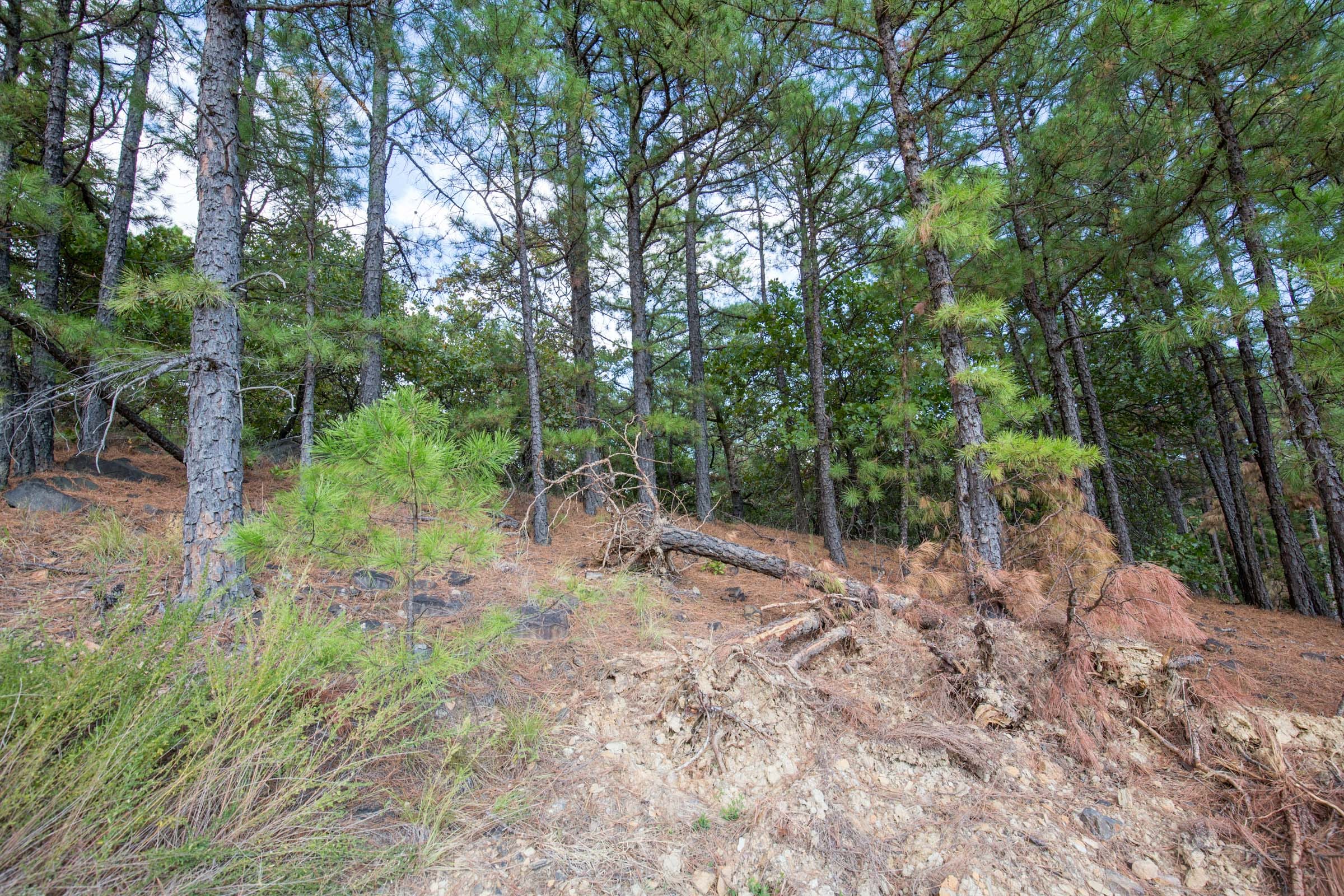 Stone Bridge Phase I Tract 60 photo 8