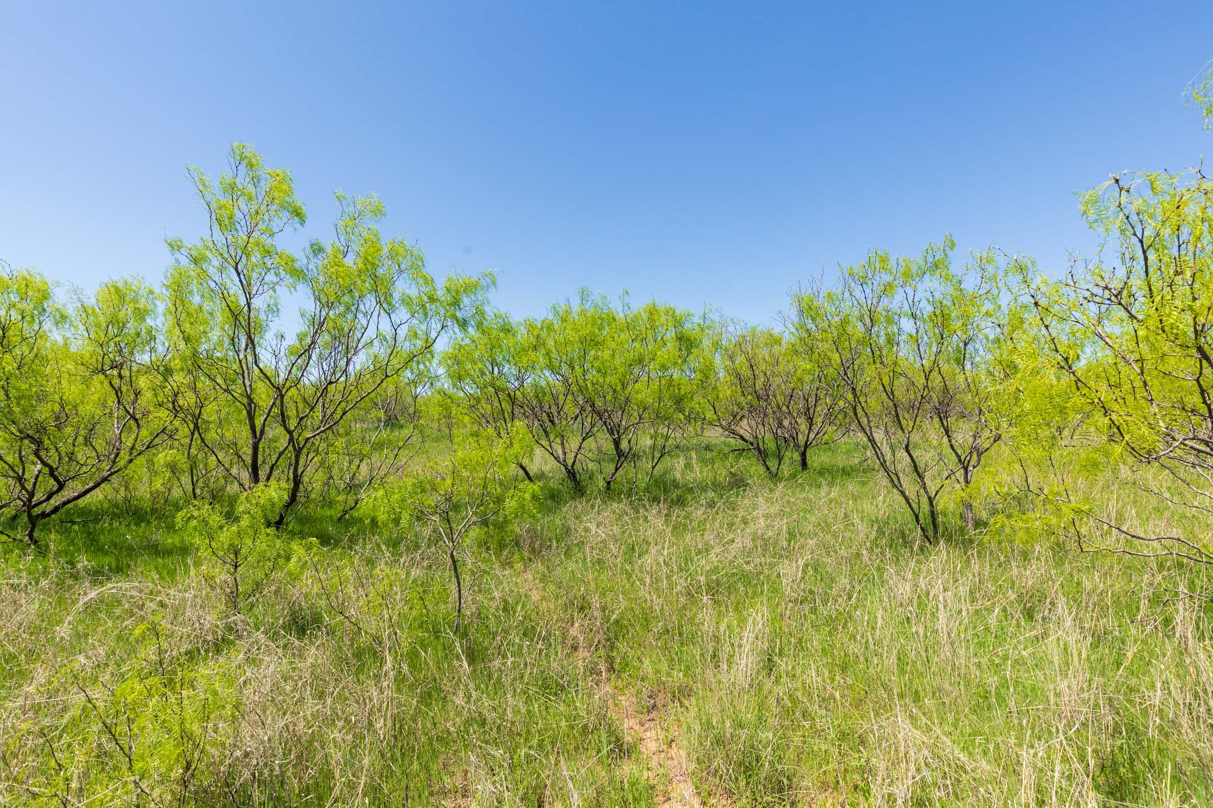 Hackberry Fields Tract 10 photo 2