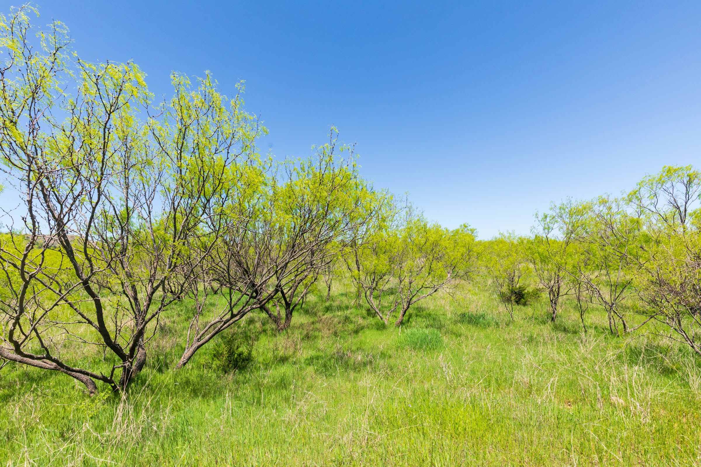 Hackberry Fields Tract 10 photo 4