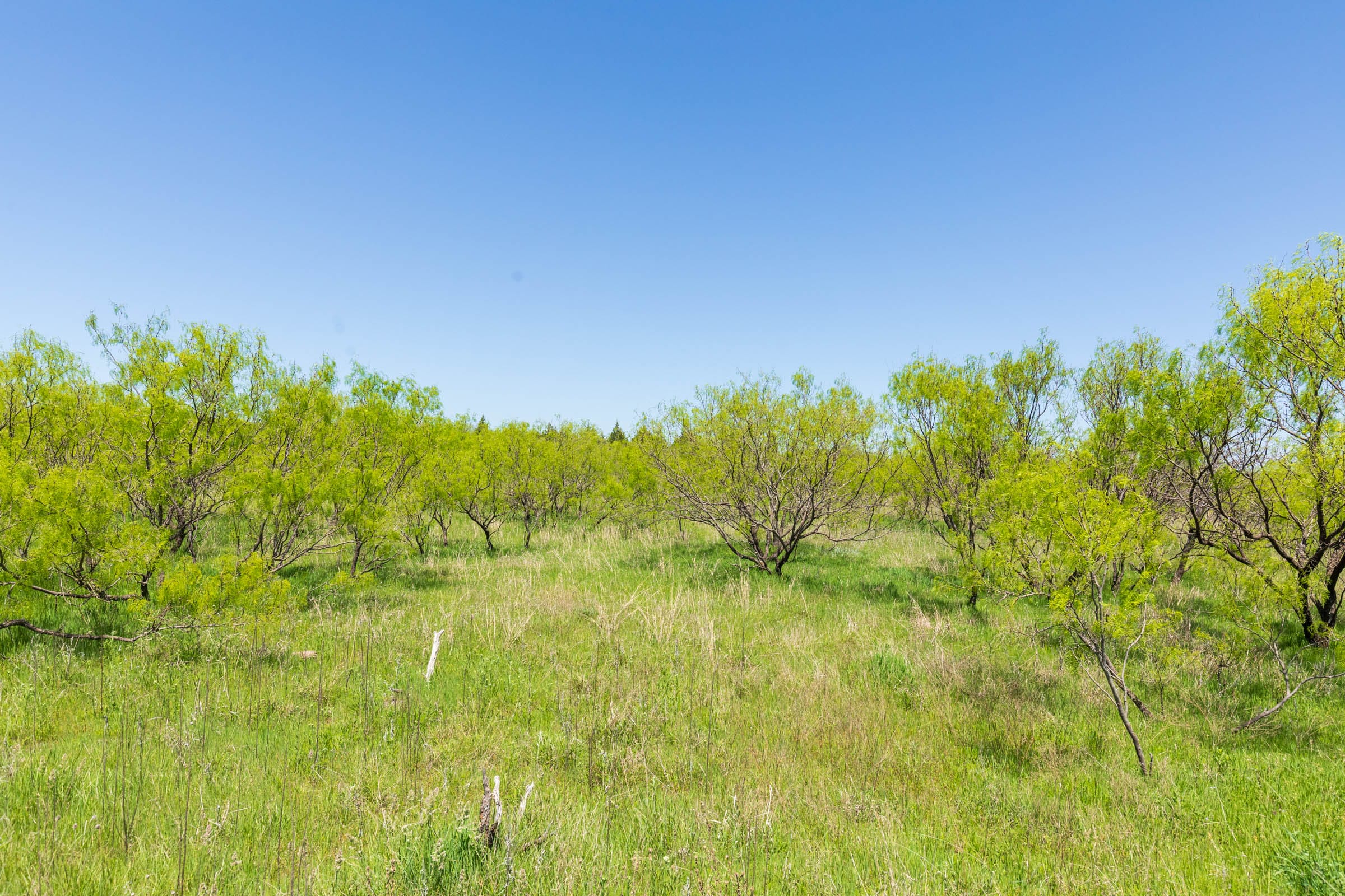 Hackberry Fields Tract 10 photo 5