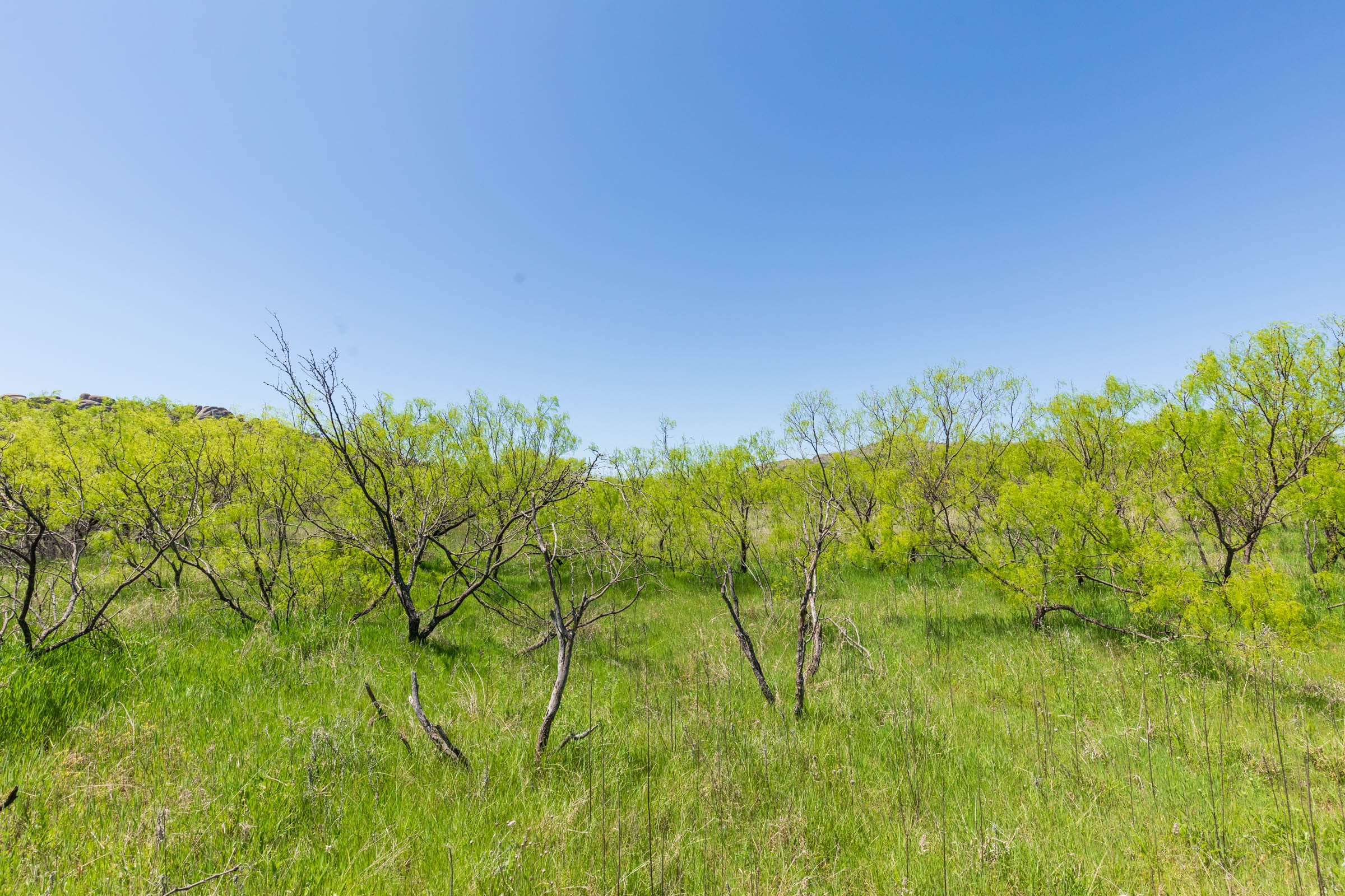 Hackberry Fields Tract 10 photo 6