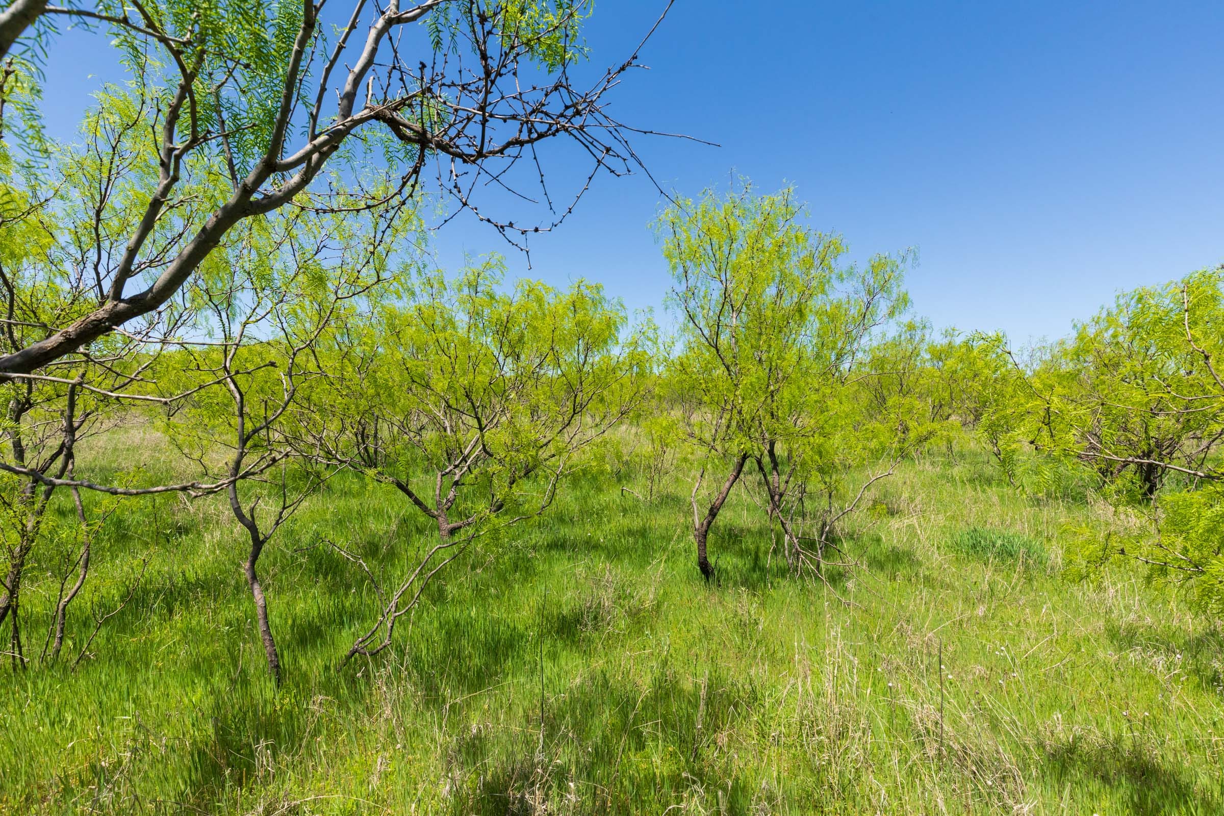Hackberry Fields Tract 10 photo 7