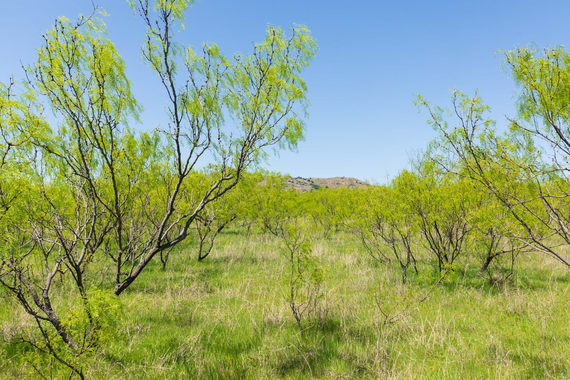 Hackberry Fields Tract 10 photo 9