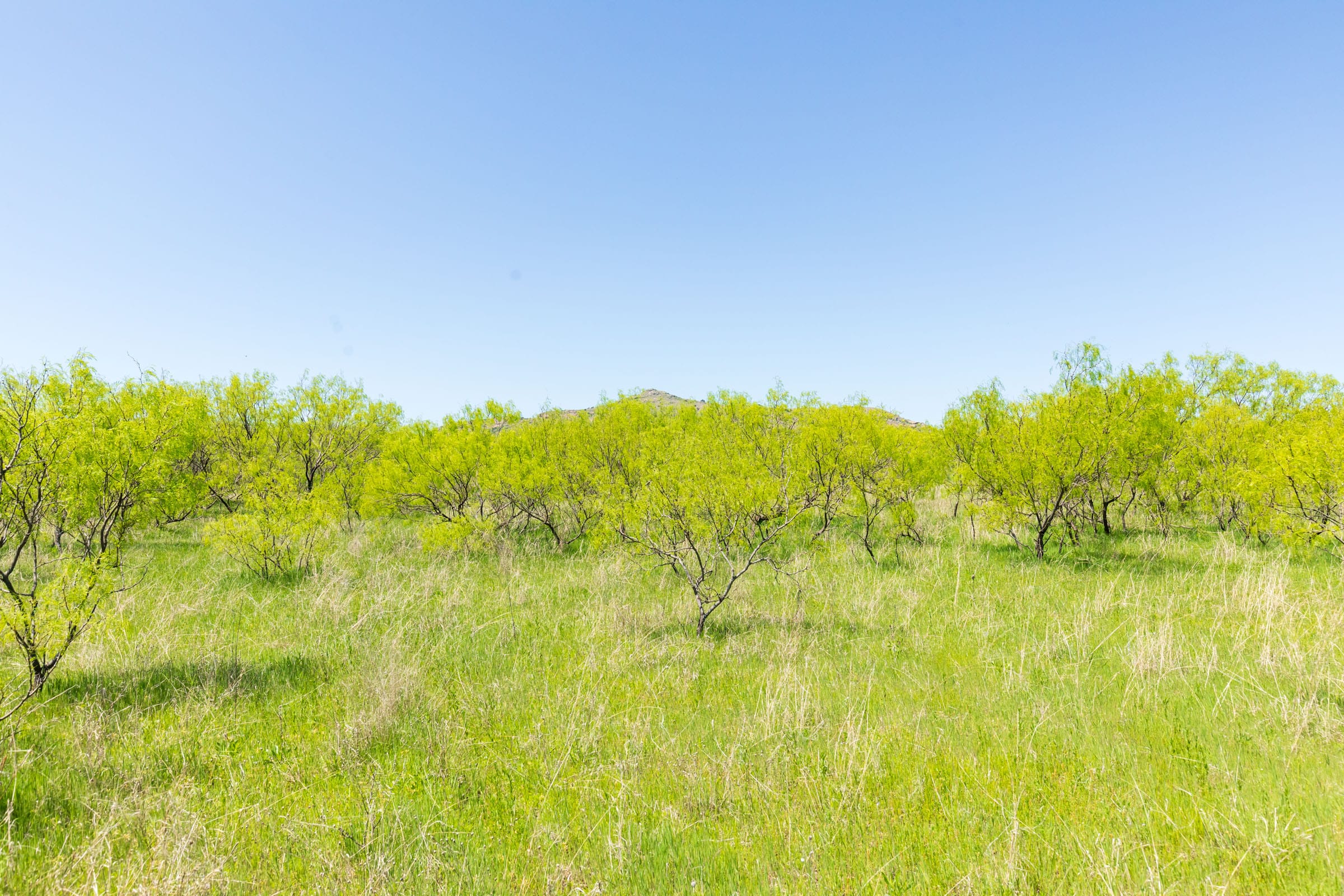 Hackberry Fields Tract 10 photo 13