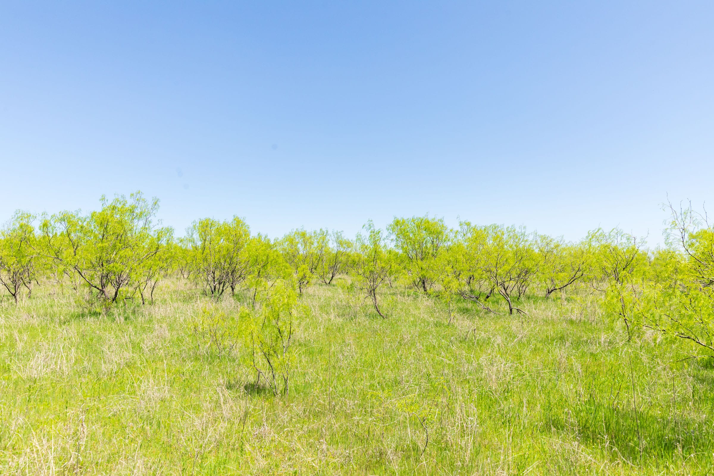 Hackberry Fields Tract 10 photo 14