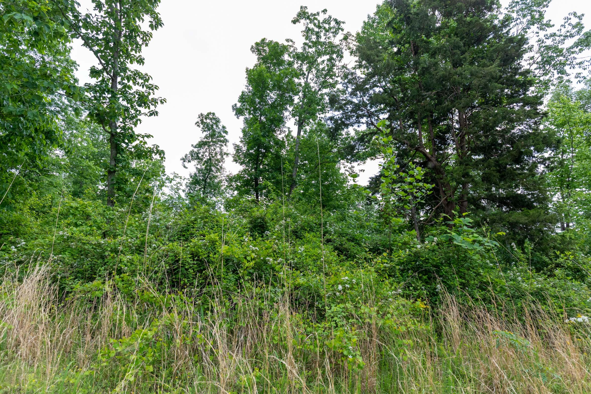 Cedar Creek Tract 10 photo 2