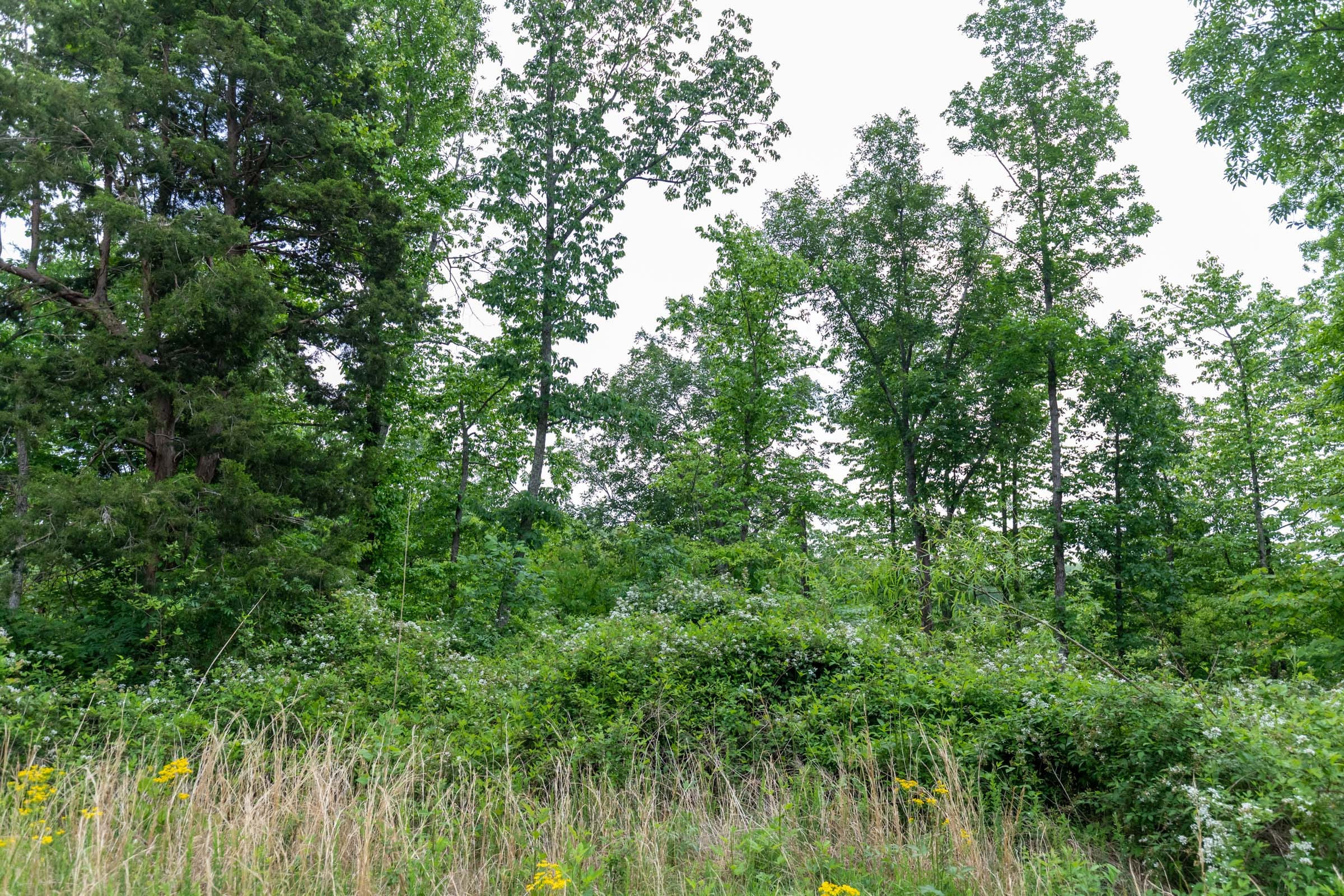 Cedar Creek Tract 10 photo 3