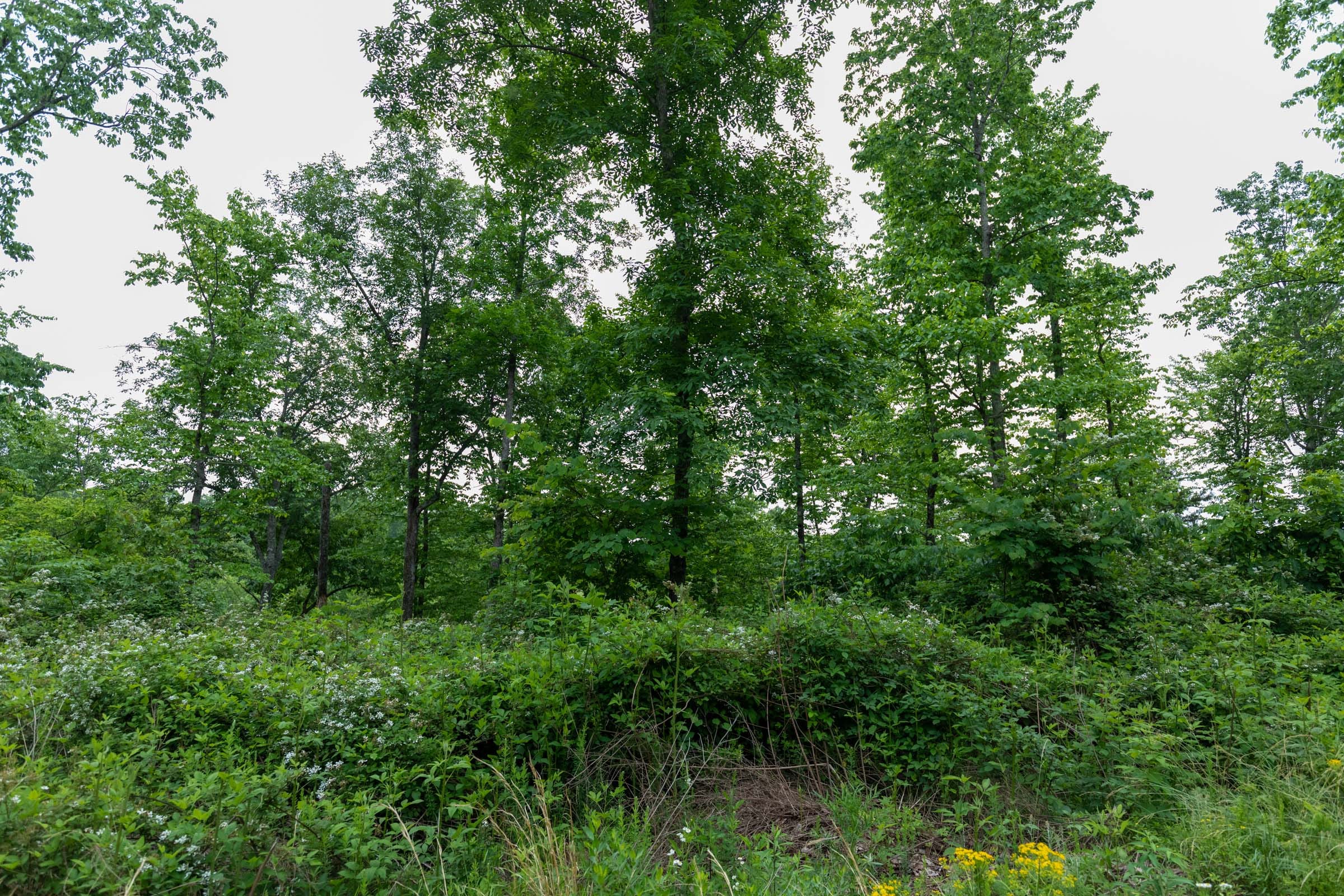Cedar Creek Tract 10 photo 4