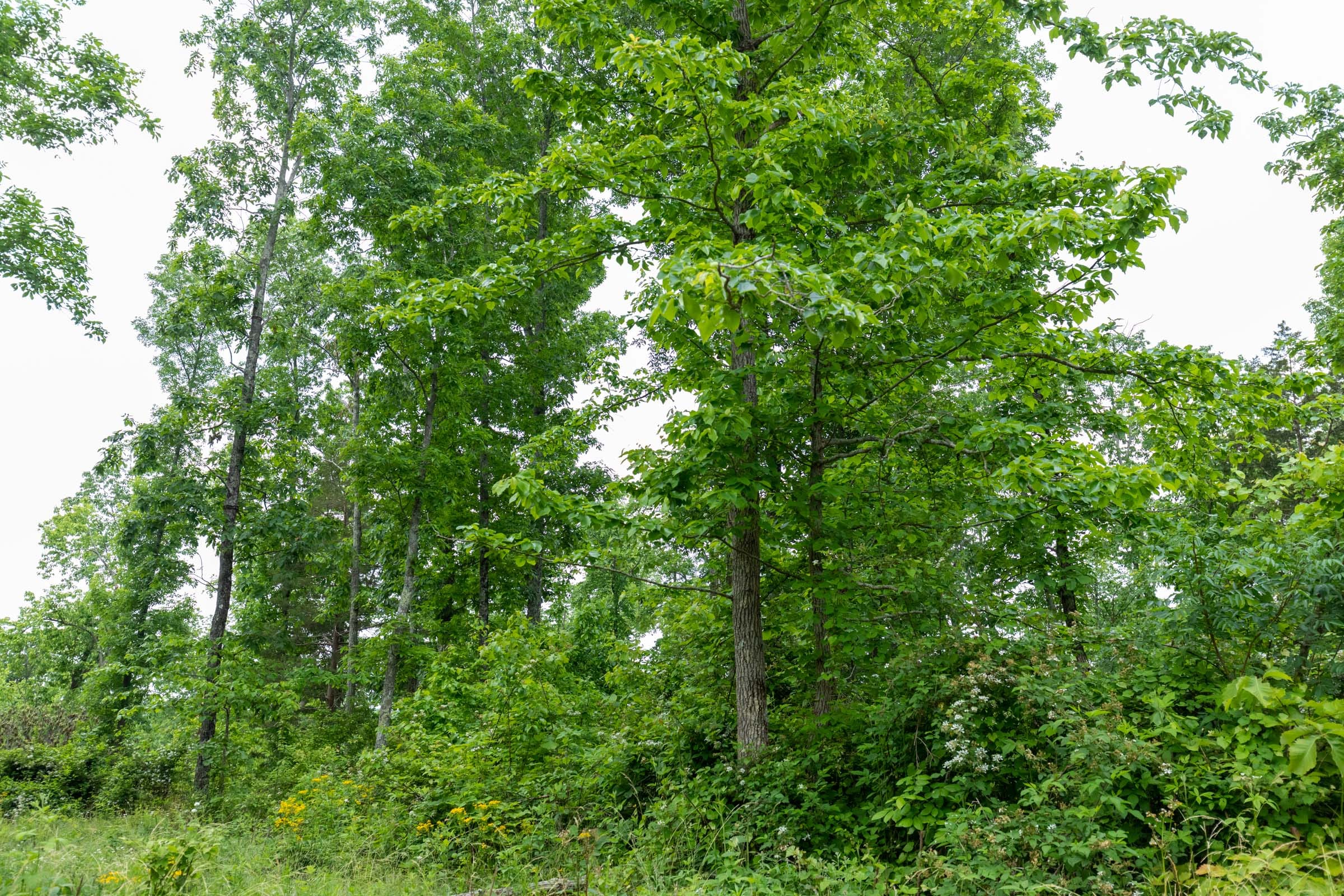 Cedar Creek Tract 10 photo 5