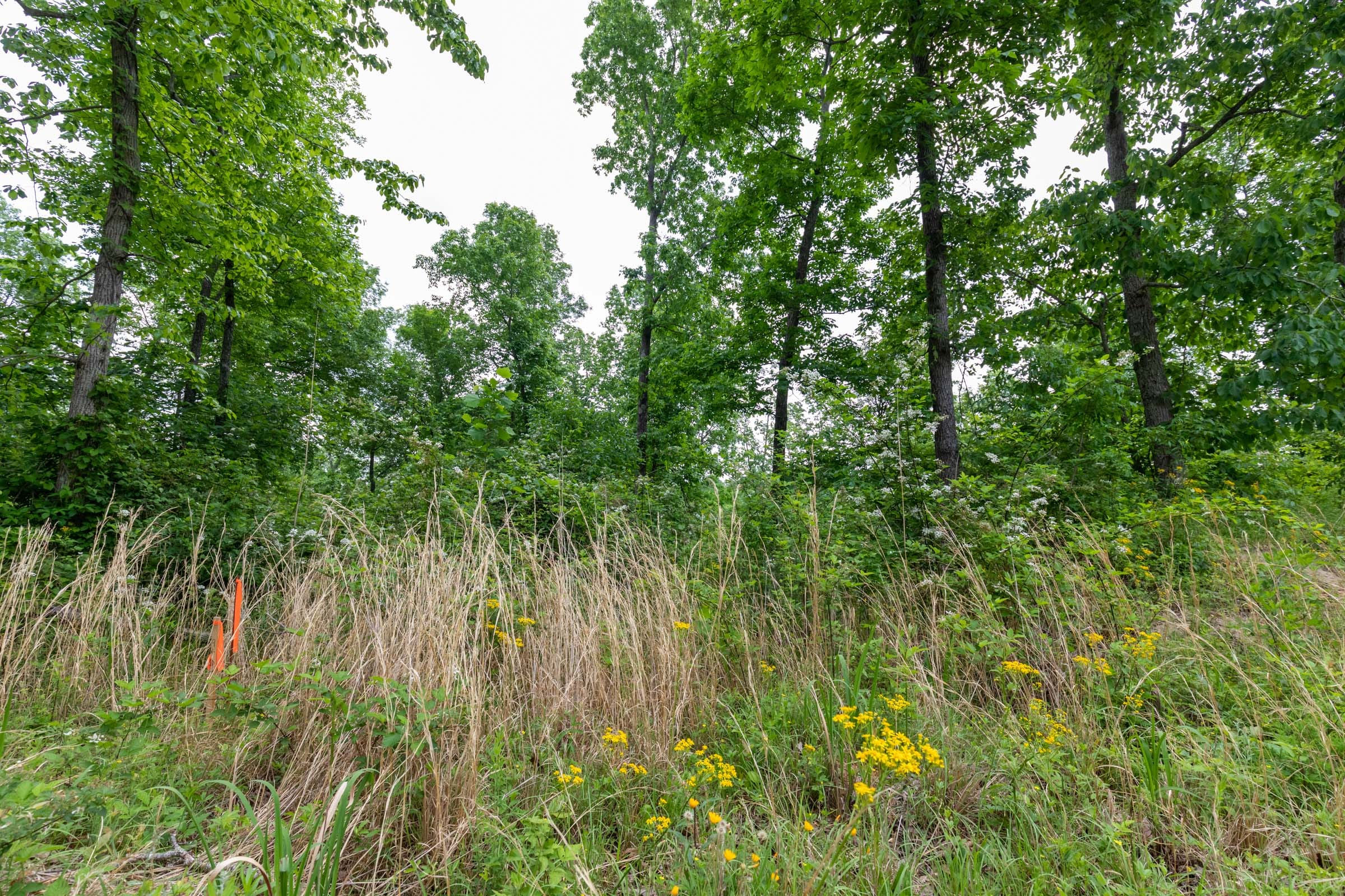 Cedar Creek Tract 10 photo 7