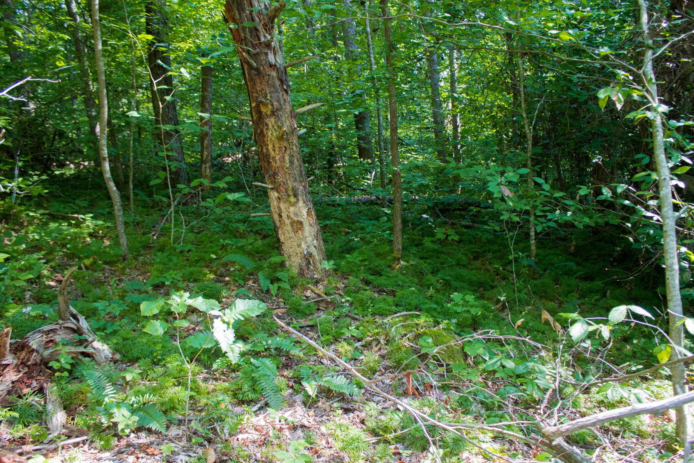 Bluewater Ridge Tract 20 photo 11