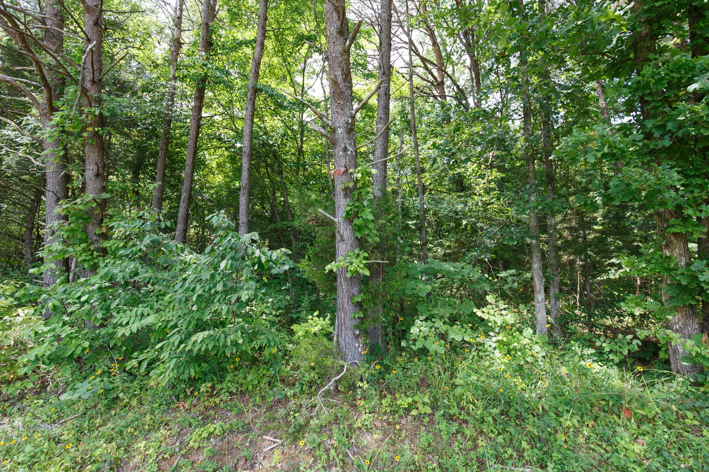 Rolling Hills Tract 4 photo 5