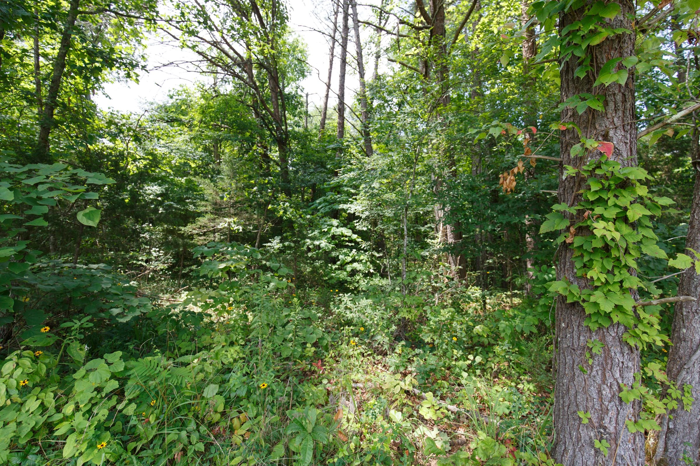 Rolling Hills Tract 4 photo 7