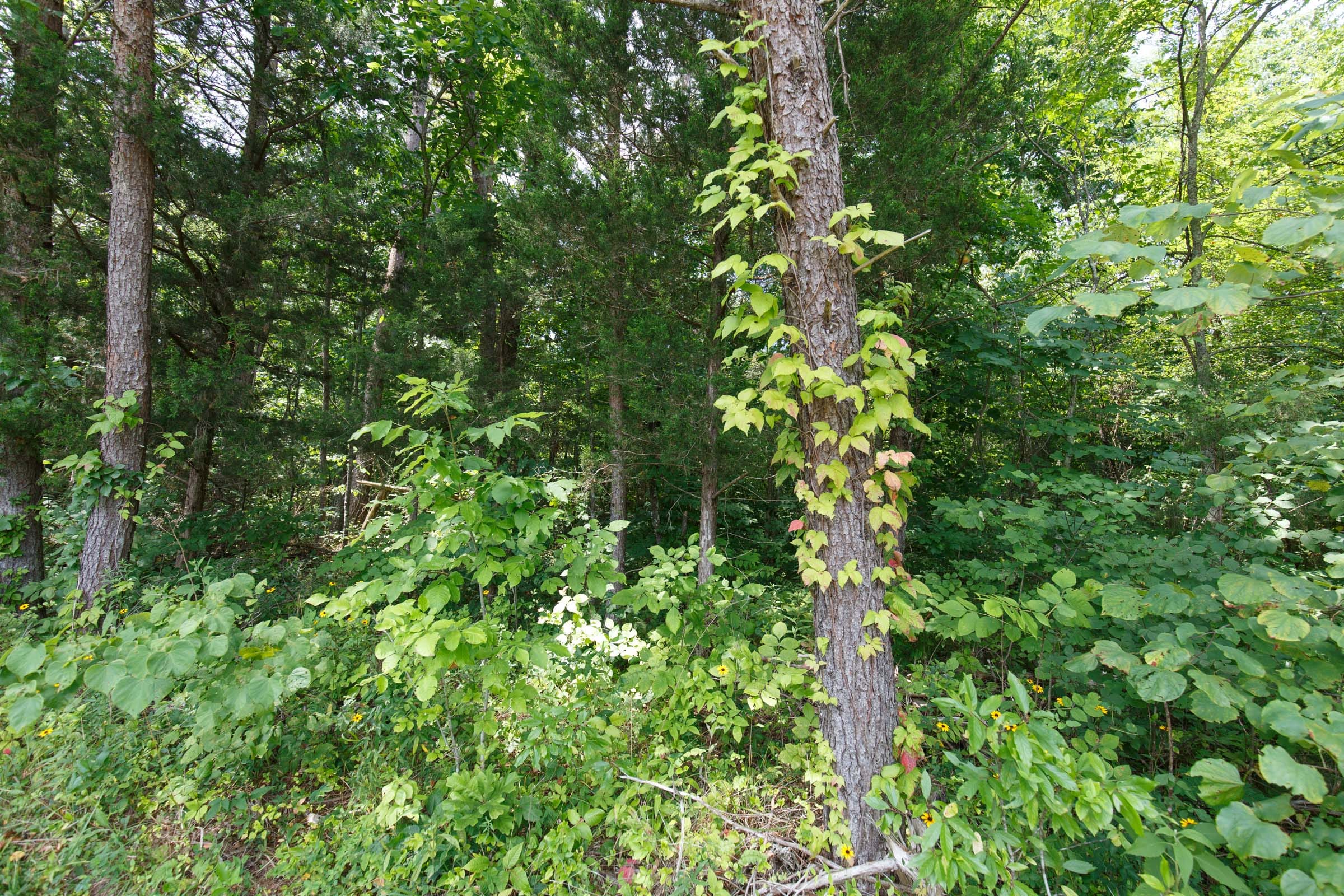 Rolling Hills Tract 4 photo 3