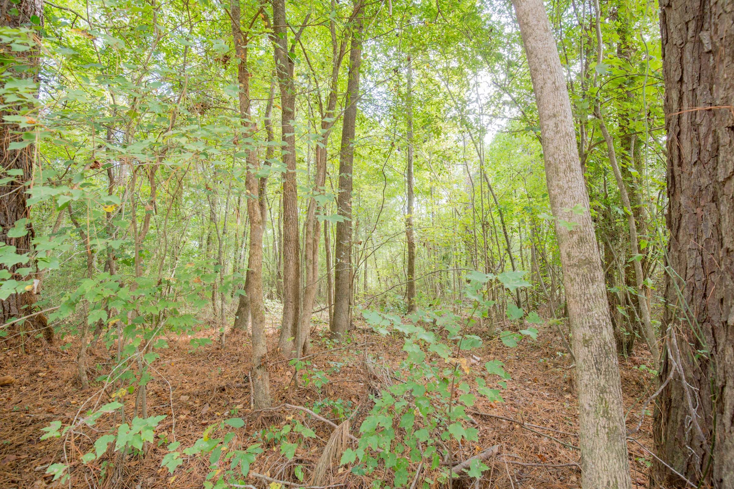 Sky Ranch Tract 13 photo 7