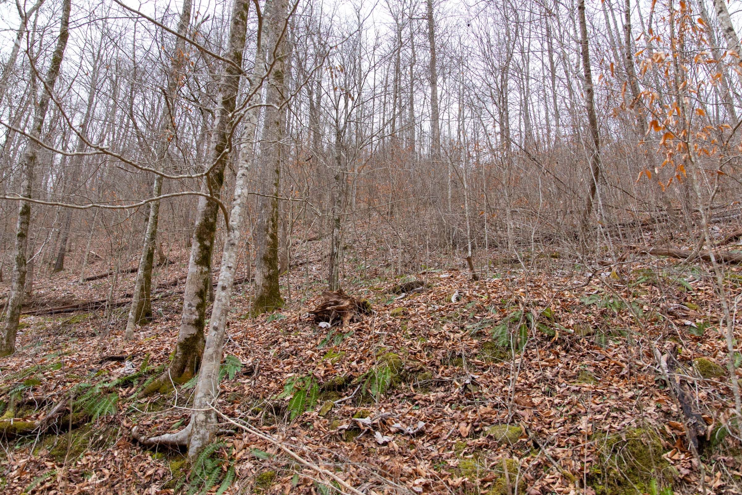 Blackstone Mountain Phase I Tract 42 photo 3