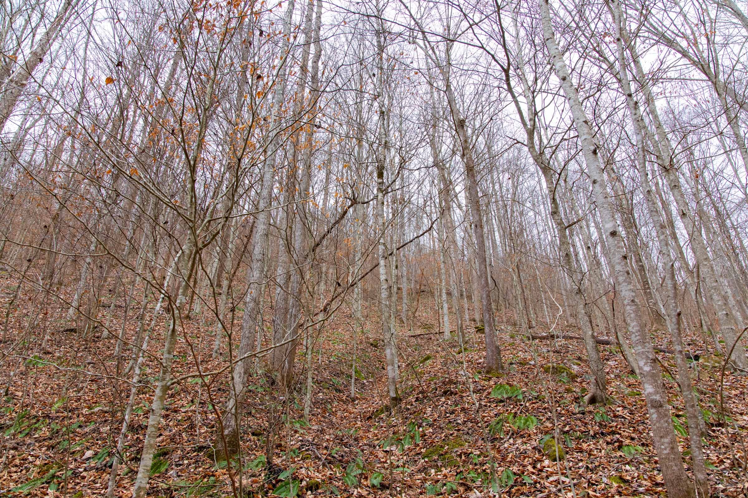 Blackstone Mountain Phase I Tract 42 photo 11