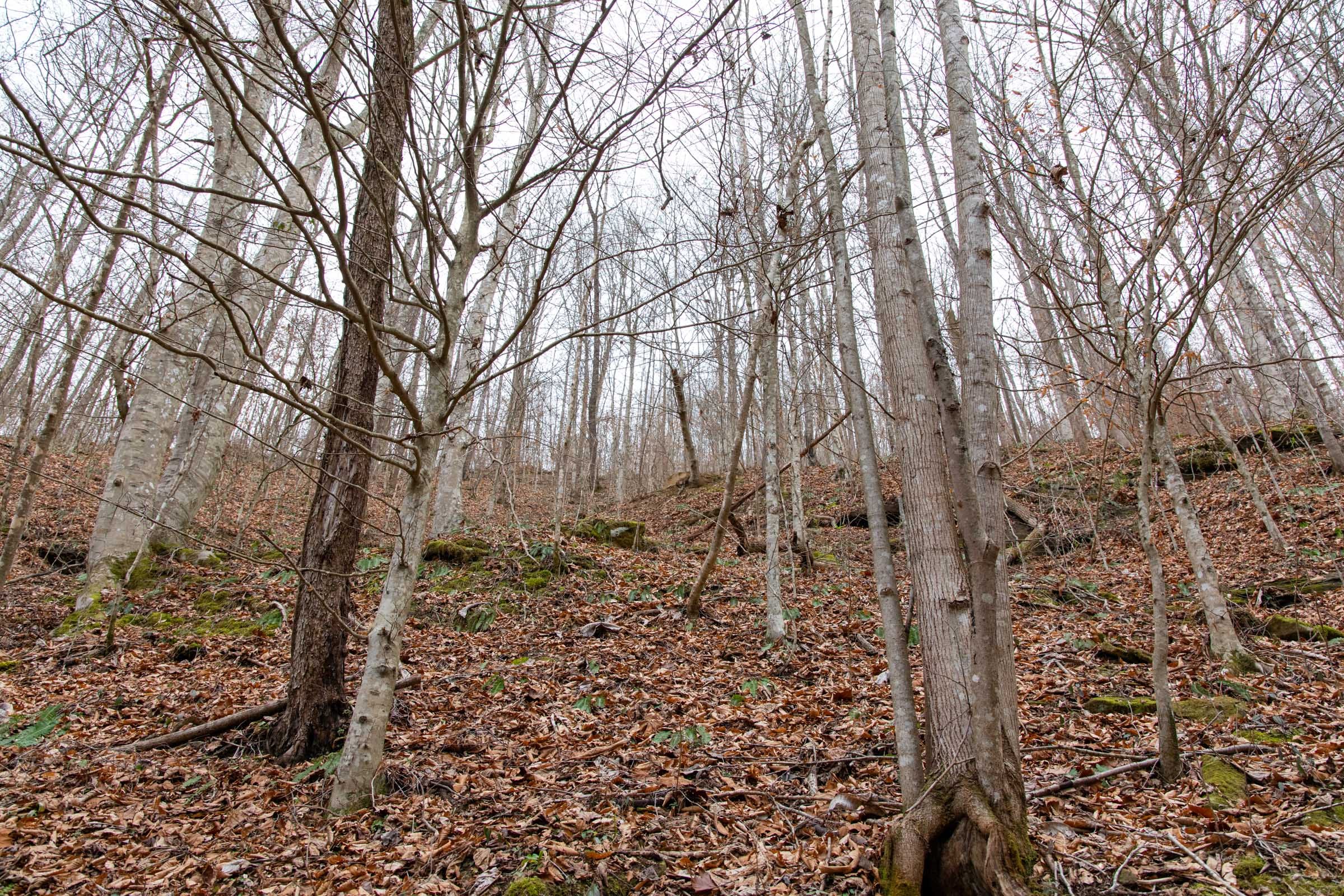 Blackstone Mountain Phase I Tract 42 photo 14