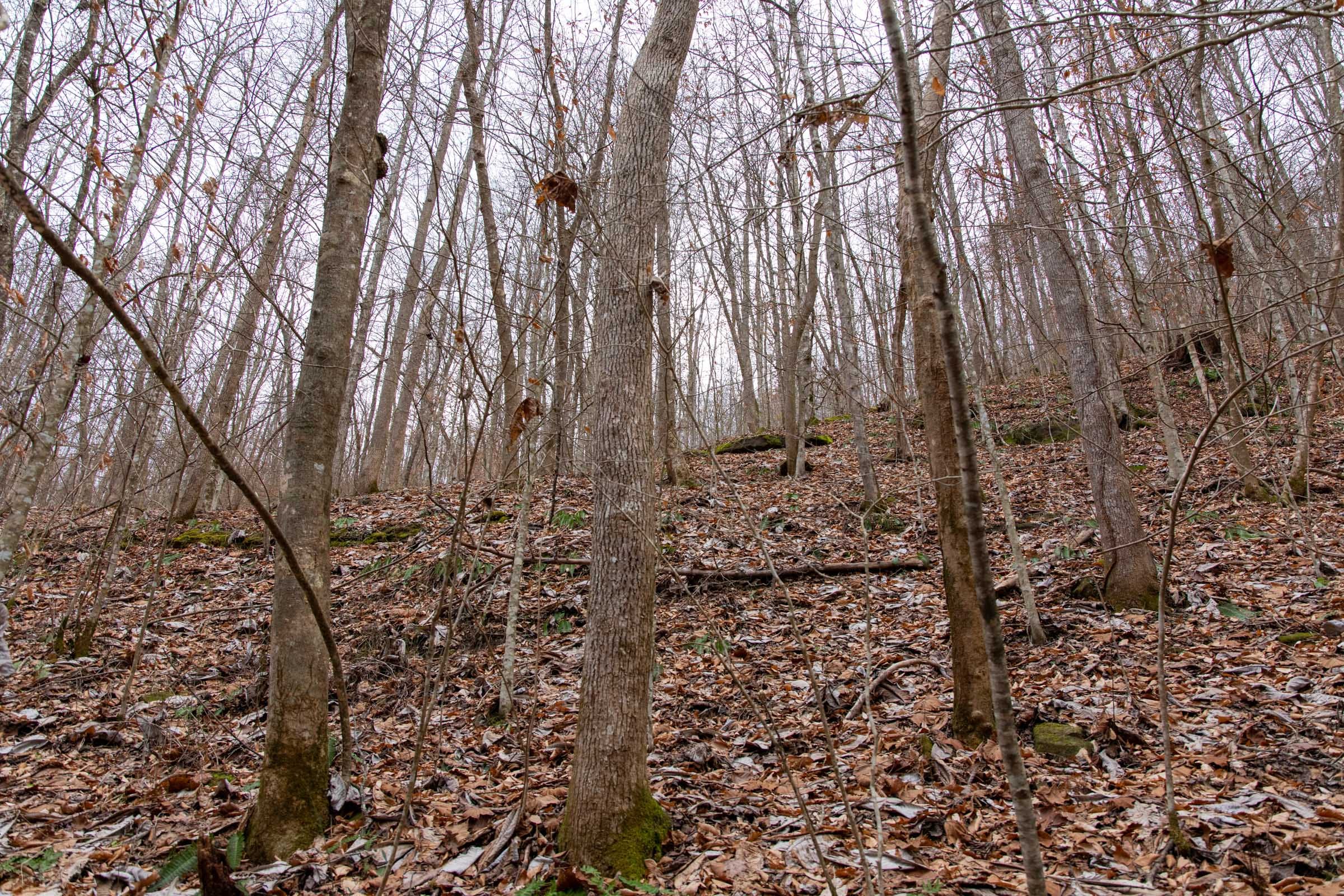 Blackstone Mountain Phase I Tract 42 photo 17