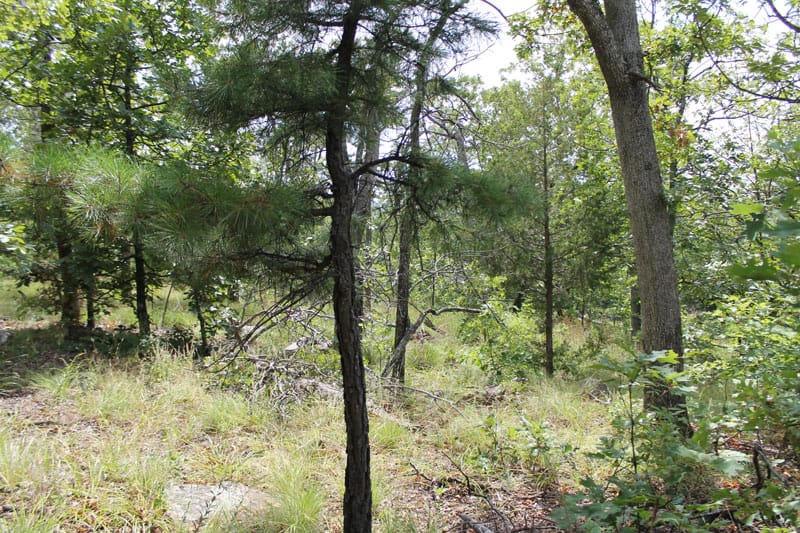 Trophy Ridge Phase III Tract 15 photo 3