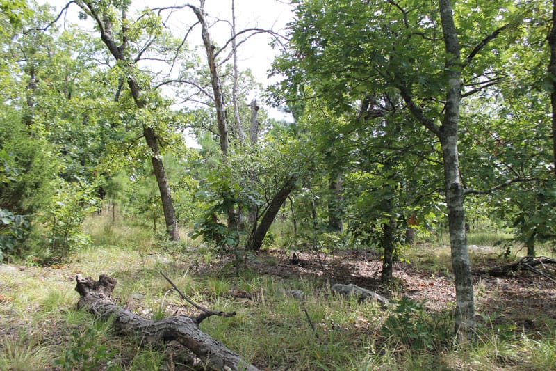 Trophy Ridge Phase III Tract 15 photo 4