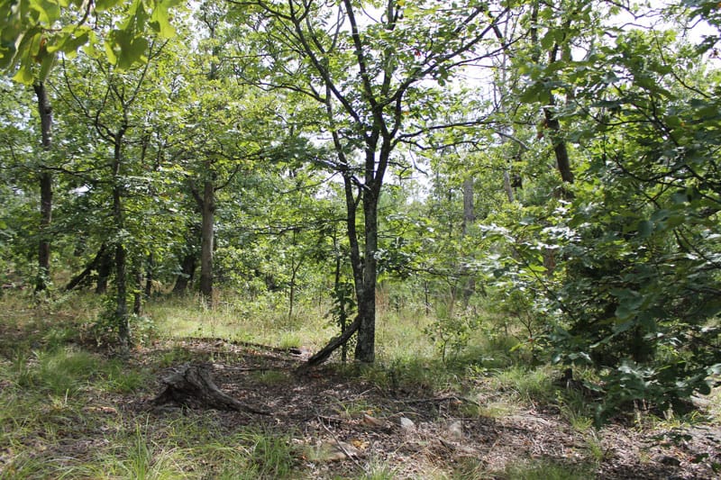 Trophy Ridge Phase III Tract 15 photo 6