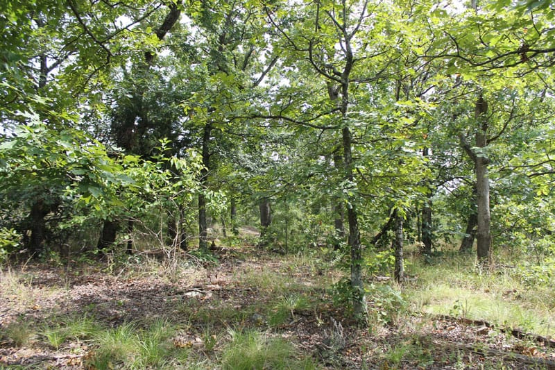 Trophy Ridge Phase III Tract 15 photo 7
