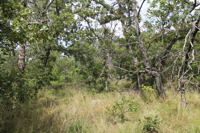 Trophy Ridge Phase III Tract 15 photo 8