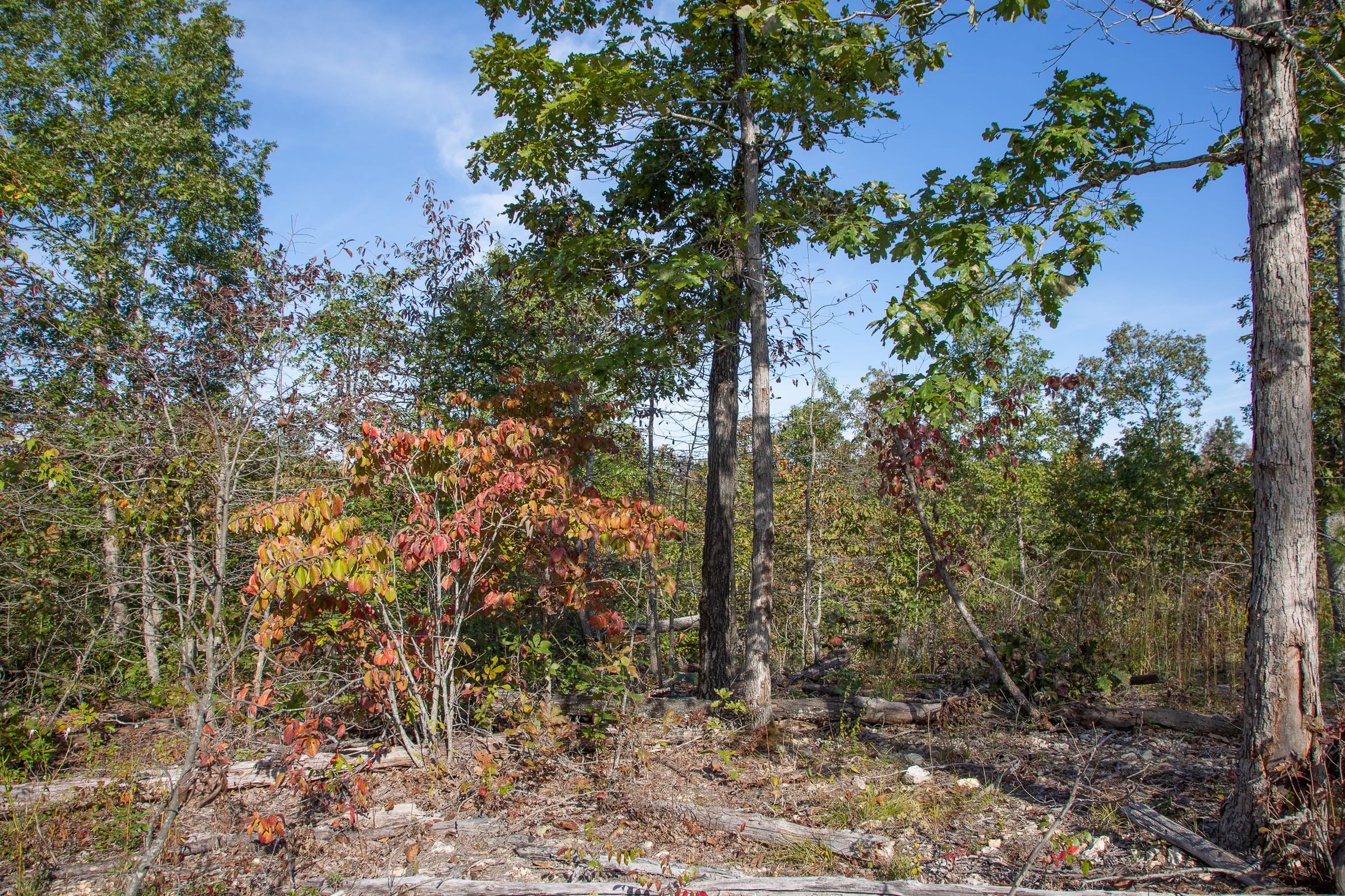 Borgmann’s Hollow Phase IV Tract 124 photo 3