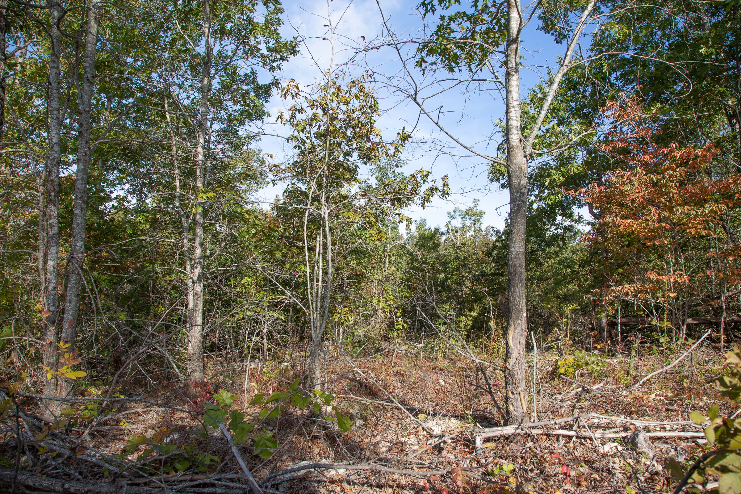 Borgmann’s Hollow Phase IV Tract 124 photo 4
