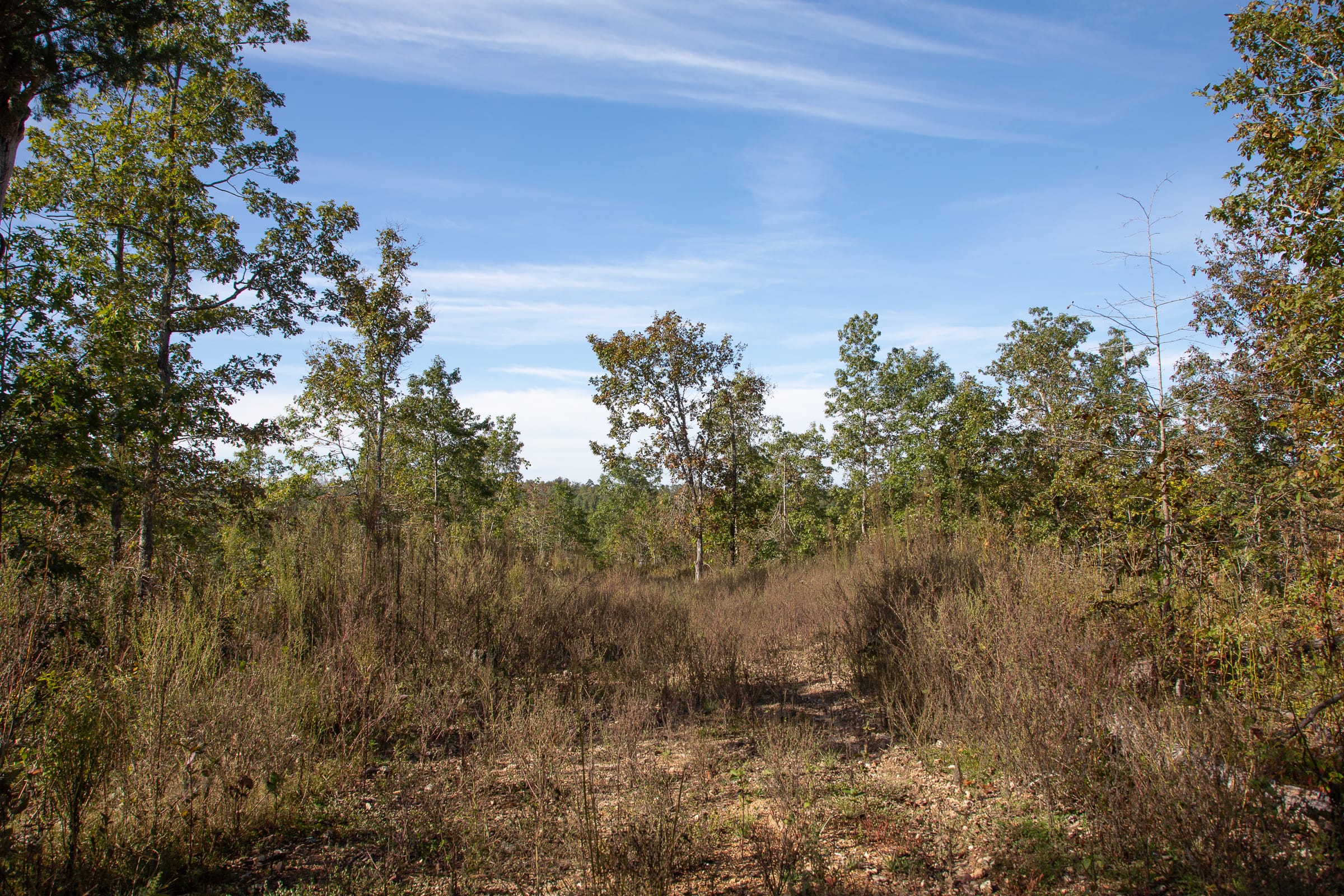 Borgmann’s Hollow Phase IV Tract 124 photo 5