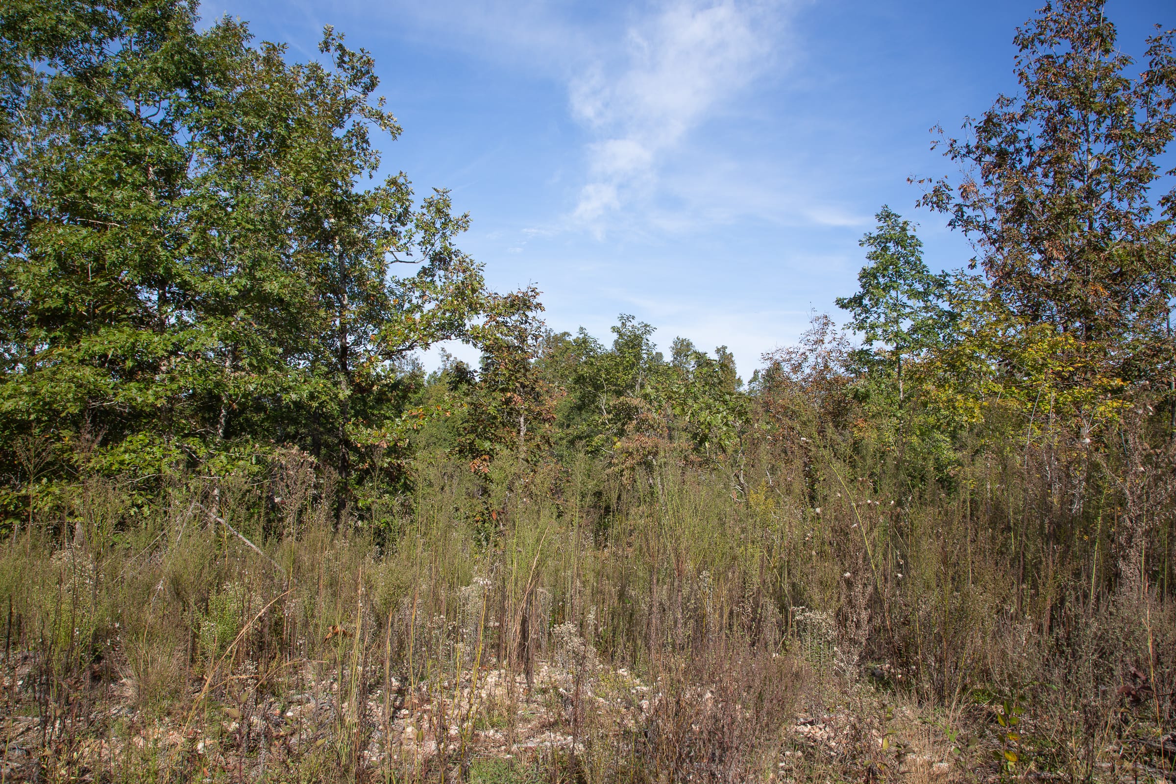 Borgmann’s Hollow Phase IV Tract 124 photo 6