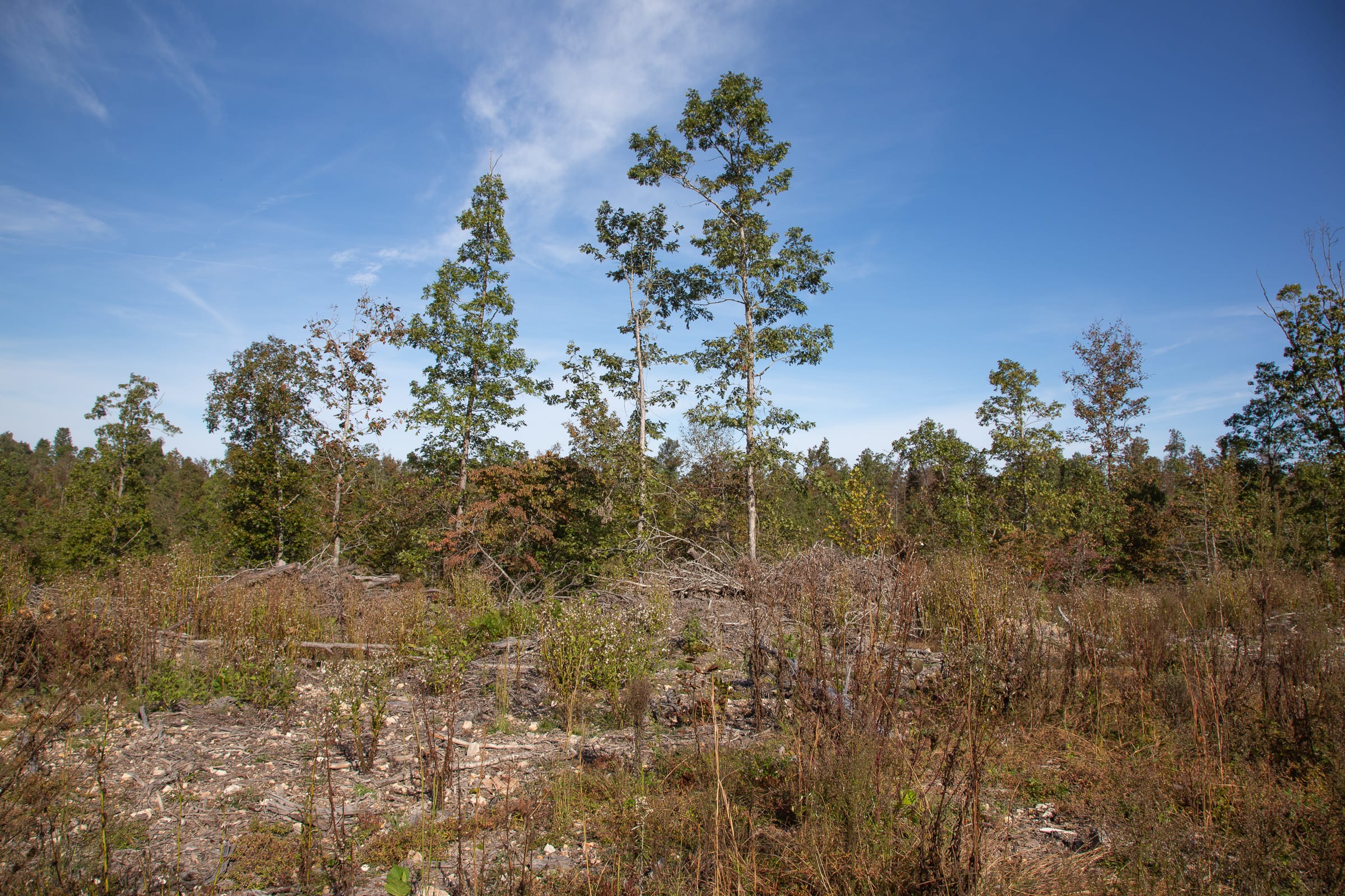 Borgmann’s Hollow Phase IV Tract 124 photo 9