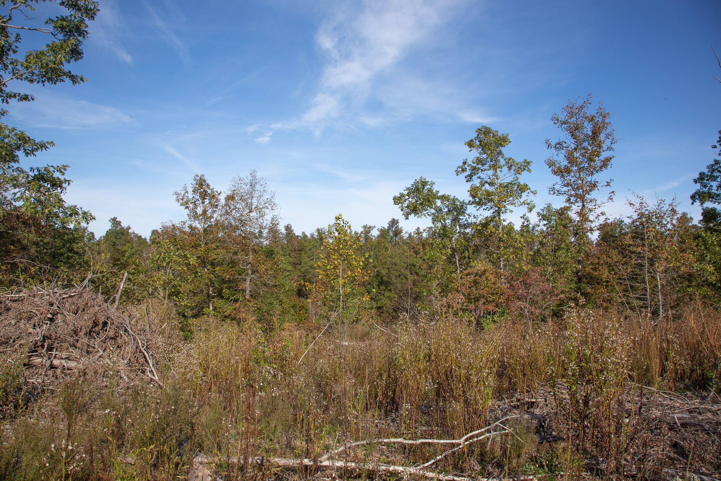 Borgmann’s Hollow Phase IV Tract 124 photo 10