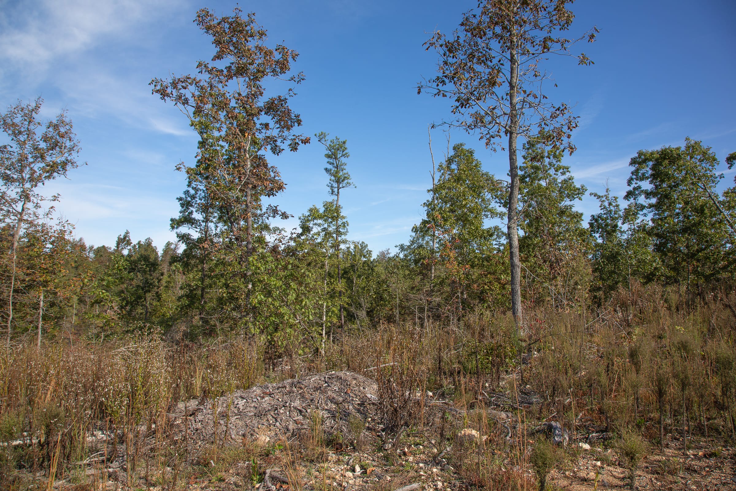 Borgmann’s Hollow Phase IV Tract 124 photo 11