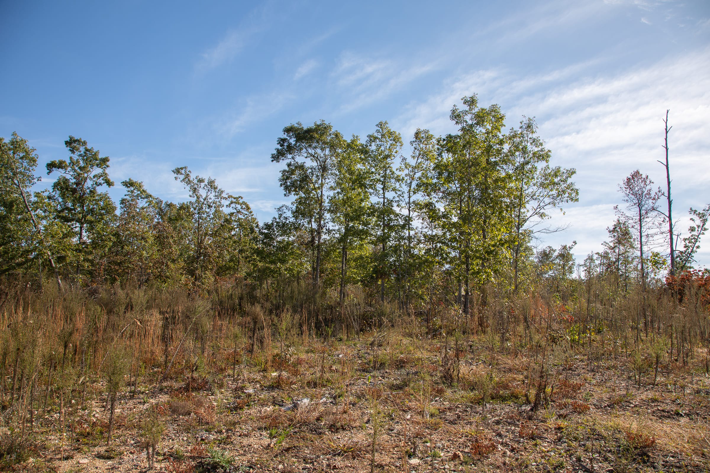 Borgmann’s Hollow Phase IV Tract 124 photo 12